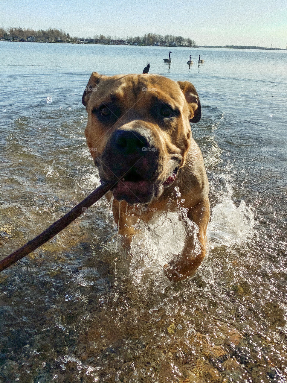 A happy dog taking a bath