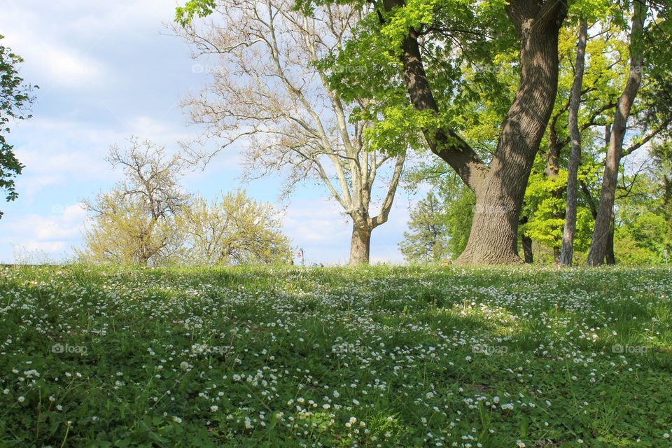 A view of a meadow with blossoming daisy flowers and lush vegetation in a city park