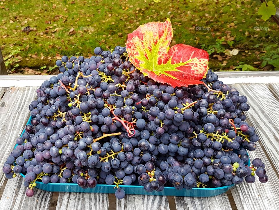 Blue grapes