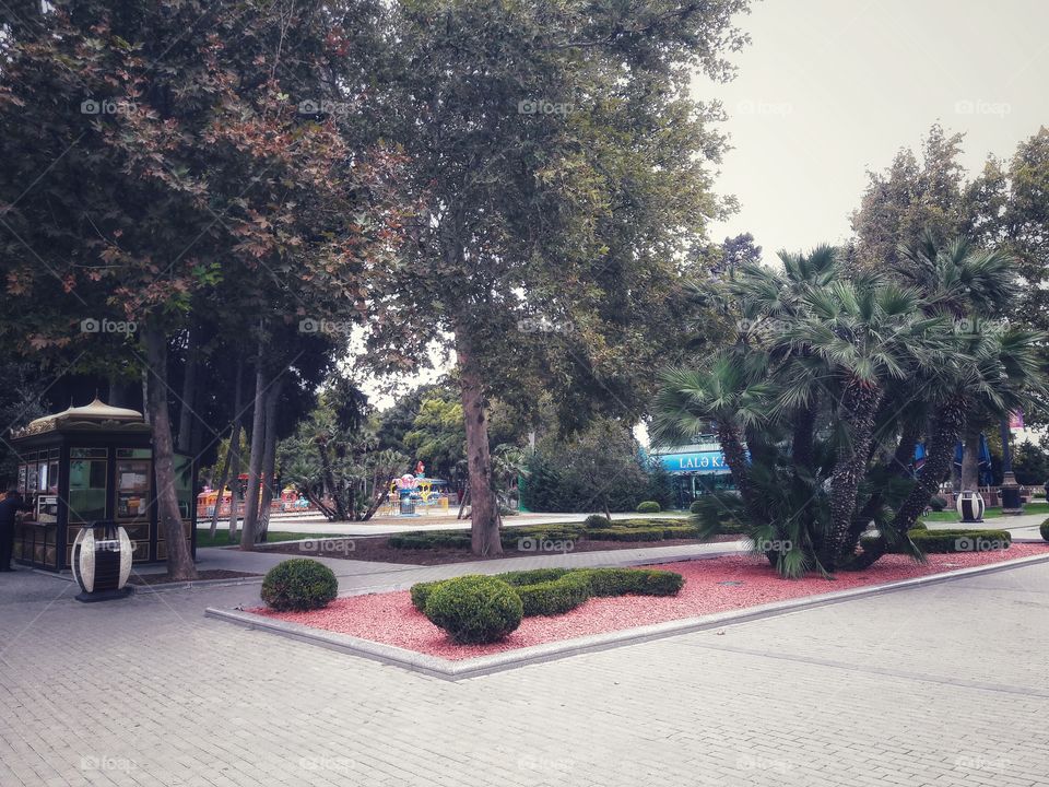 Tree, Road, No Person, Street, Garden