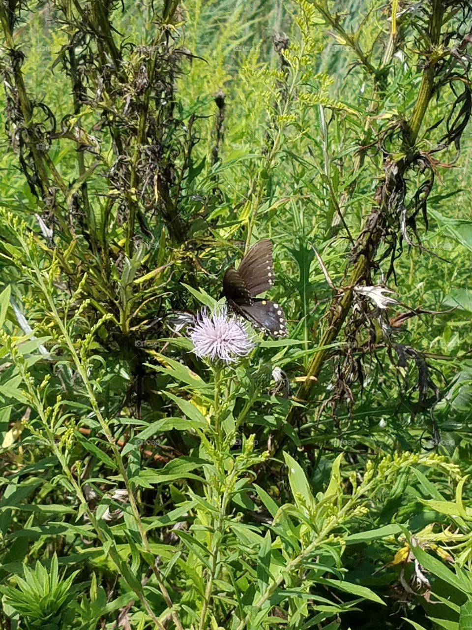 Nature, Flower, Flora, Summer, Garden