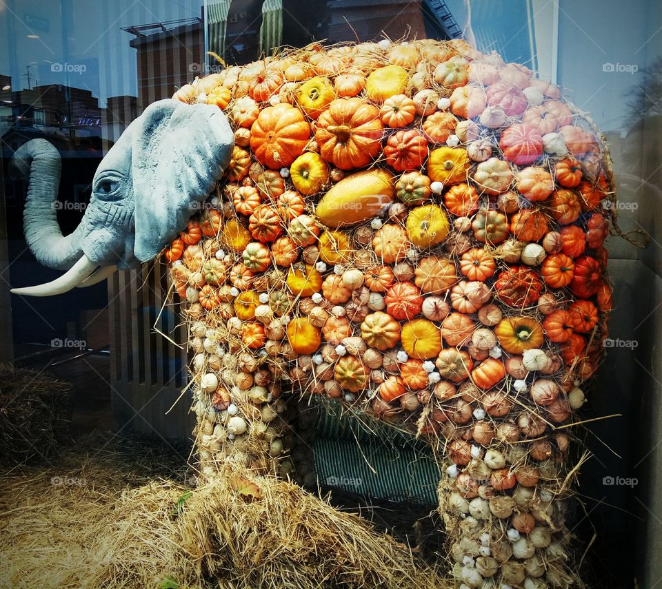 installation of an elephant from pumpkins. the elephant is in the window. hay