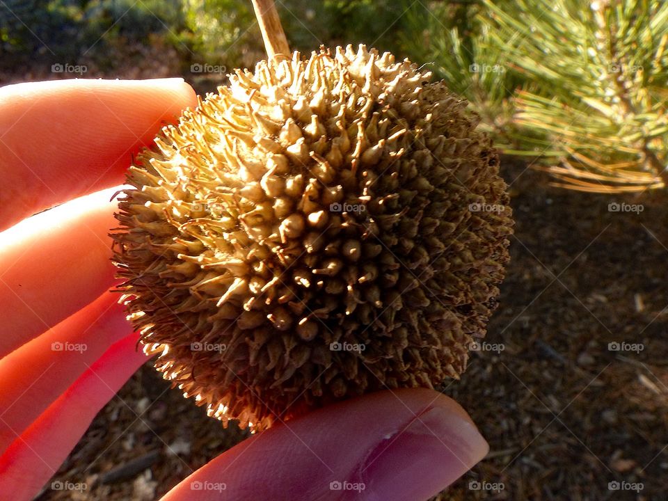 A spiked ball that grows on a tree