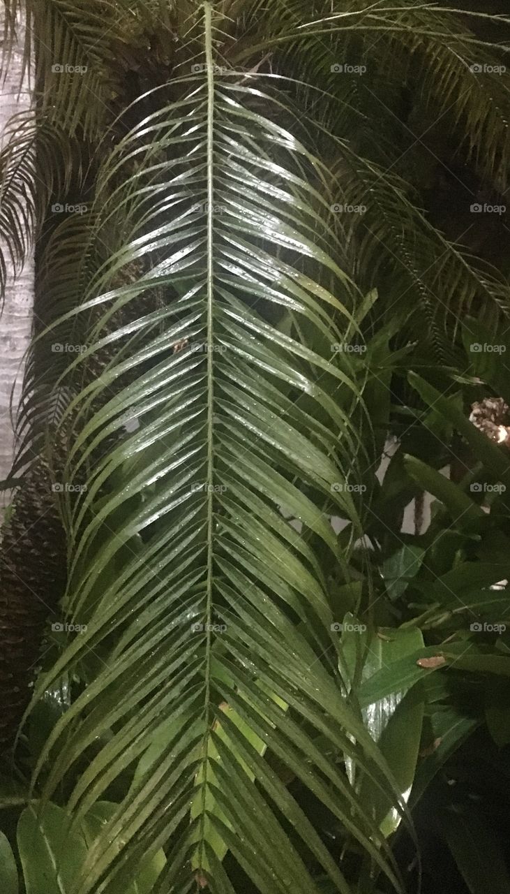 Huge Green Palm Tree Leaf
