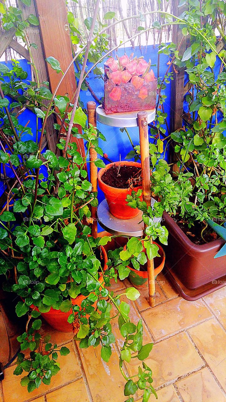 gardening on a sunny afternoon