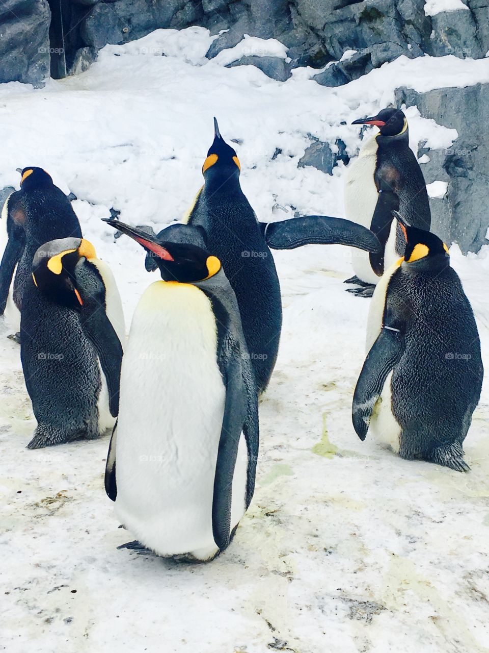 Penguins walk parade animal zoo with snow