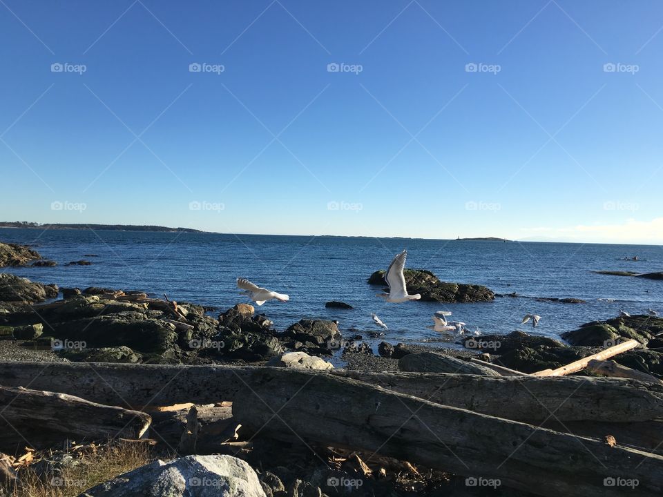 Seagulls flying near sea