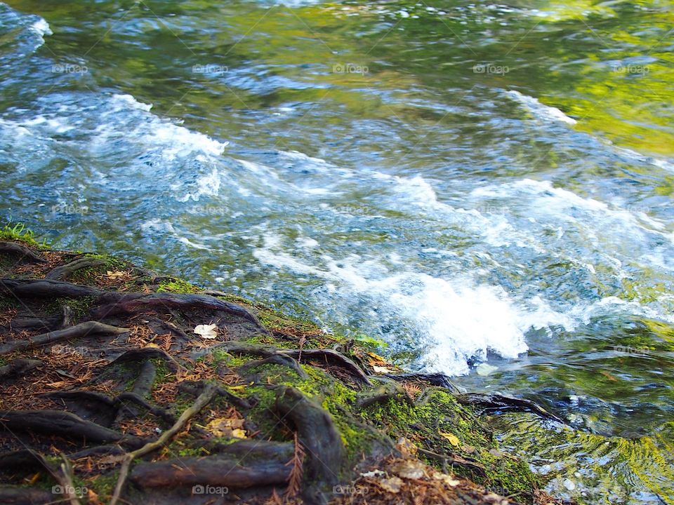 Exposed thick tree roots on the banks of the McKenzie River in Western Oregon on a sunny fall day. 