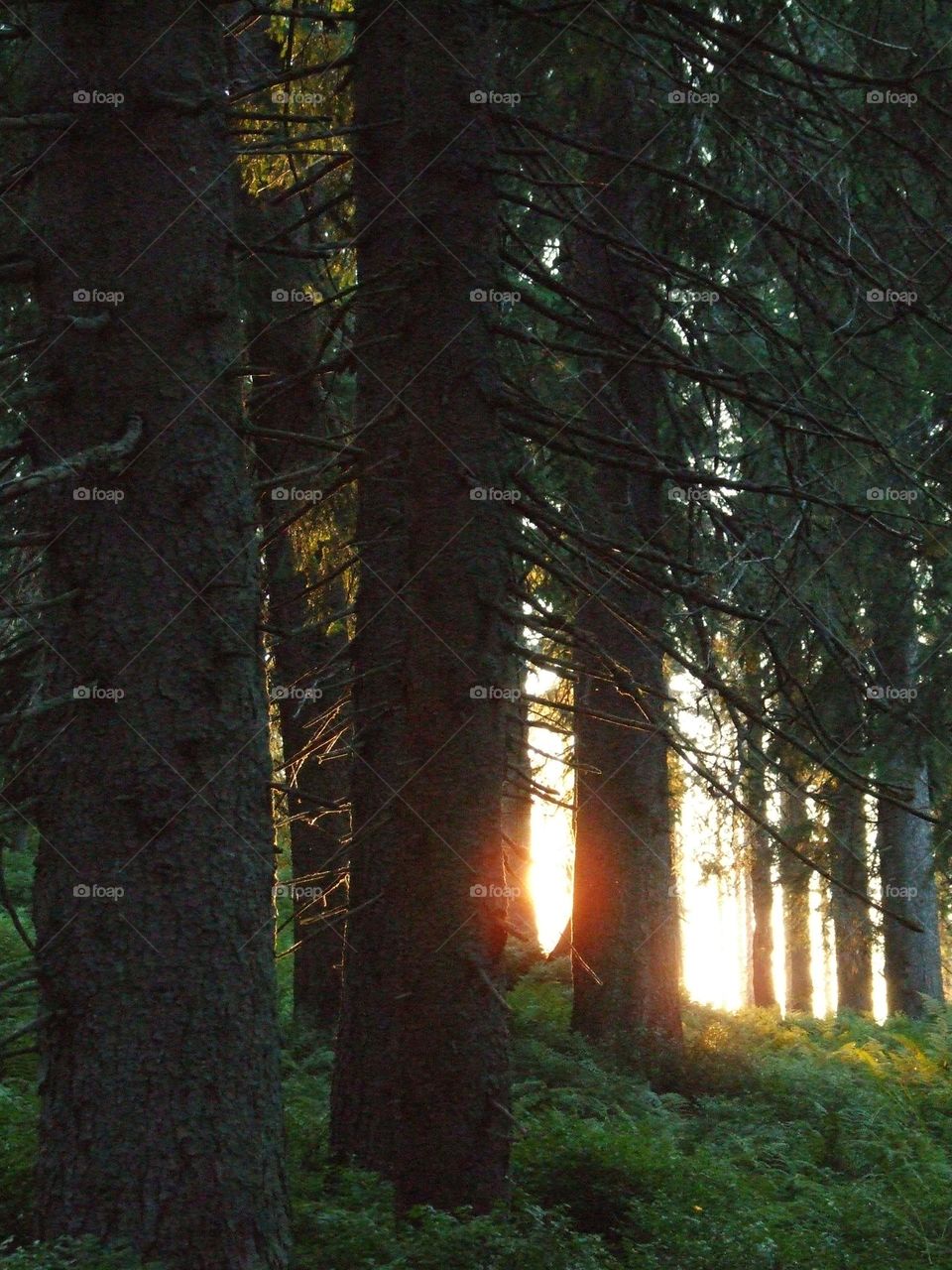 forest at sunset