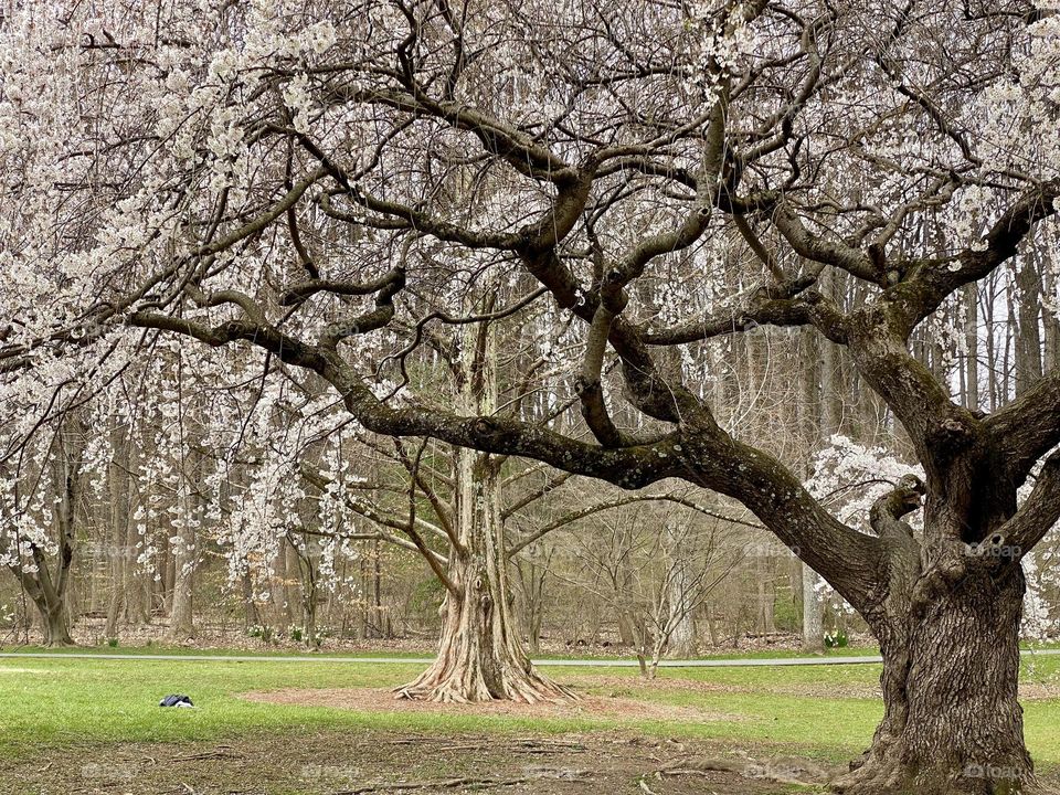Cherry blossoms in a garden