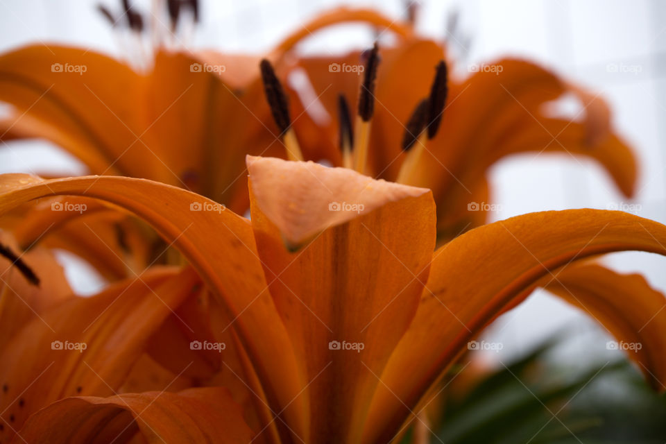 Orange Tiger Lillies
