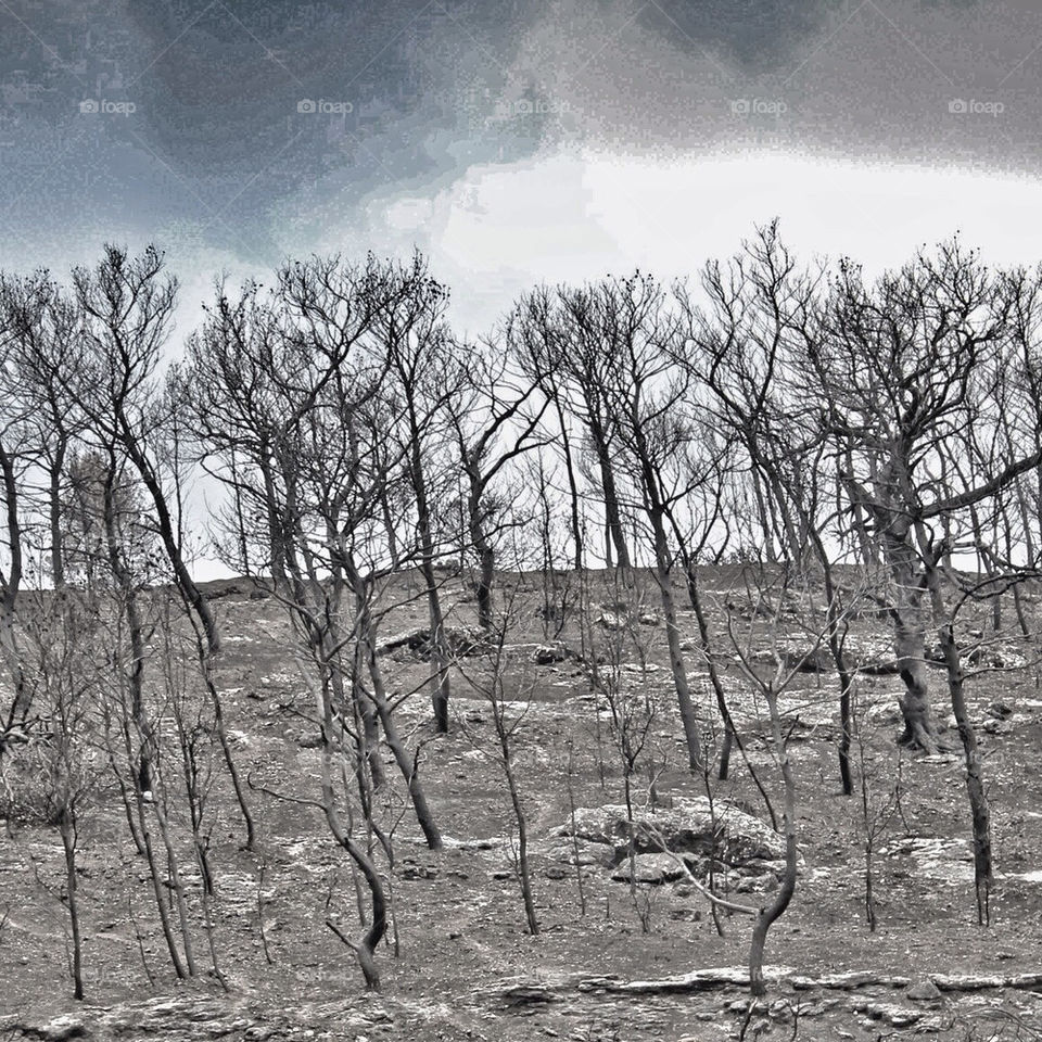 trees branch by idanos