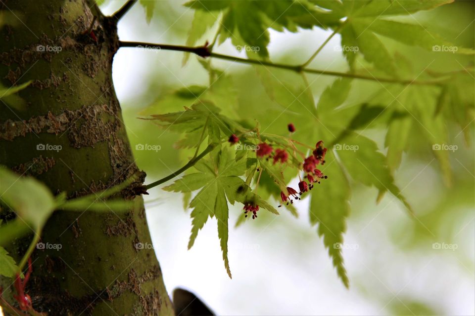 green leaves with red blossoms.  maple