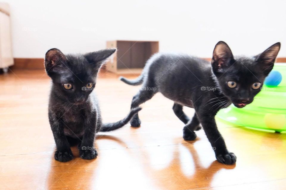 Beautiful black kittens 