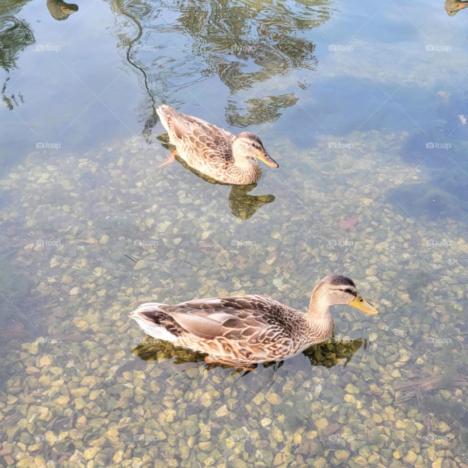 ducks swimming in Clearwater