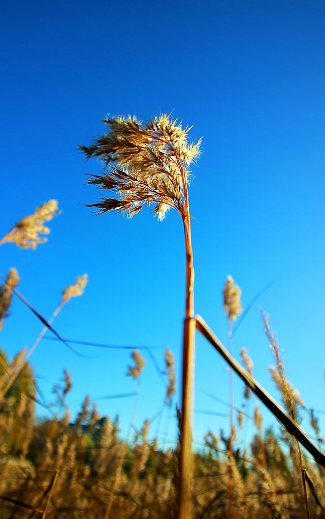 Autumn wind