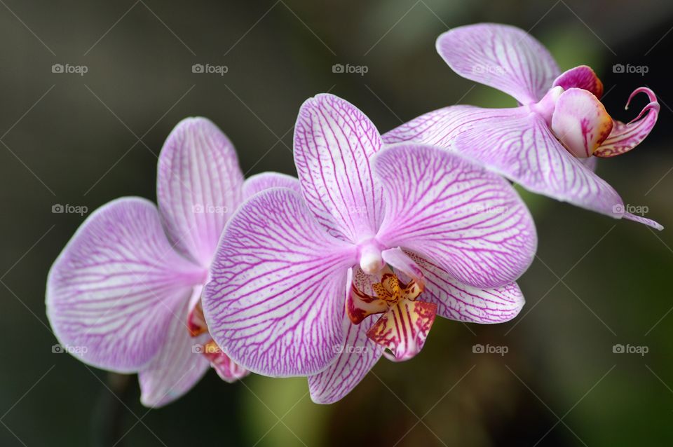 Orchid