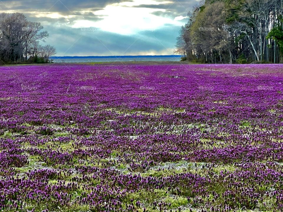 Clover in the fields of the Eastern Shore harold springtime with storms over the Bay in the background