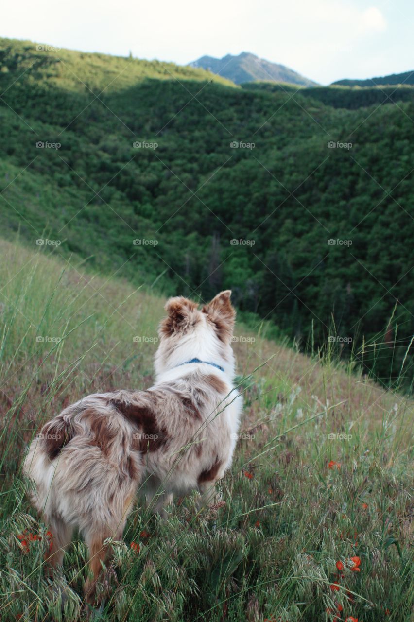 Rocky in the Mountains 