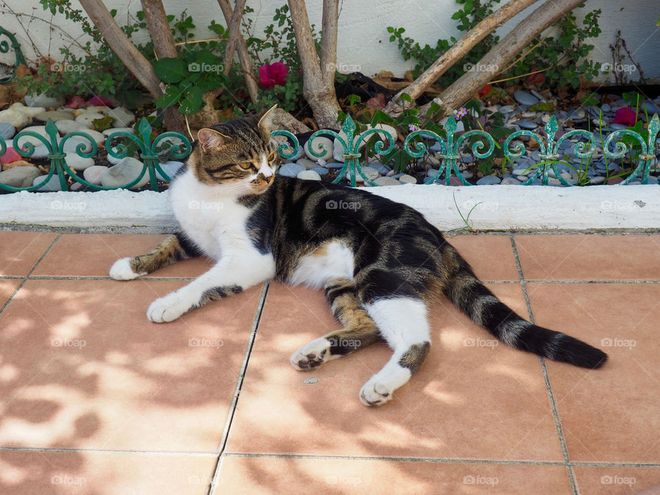 Adorable cat laying in the sun under the bougainvillea in Nice, France.