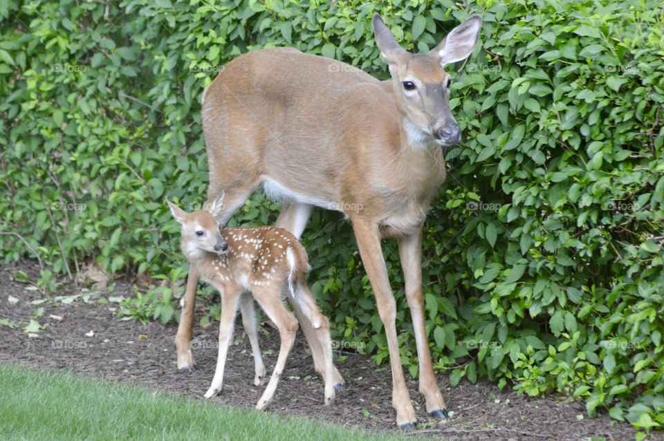 Doe and Fawn