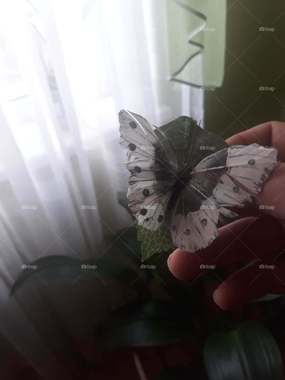 butterfly