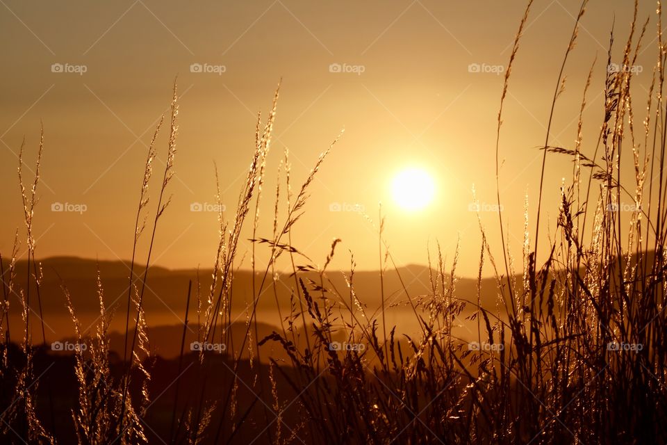 Sunset over the mountain, with golden glow on tall grass already dry in late summer 