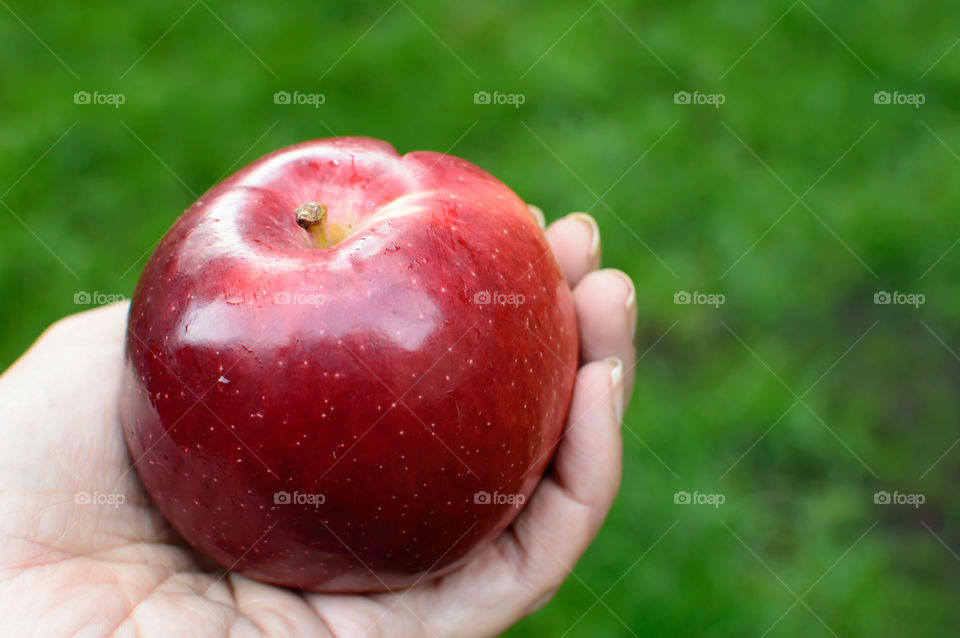 Shiny red apple cupped in woman's hand closeup health and women's health beautiful food photography background with selective focus and room for copy 