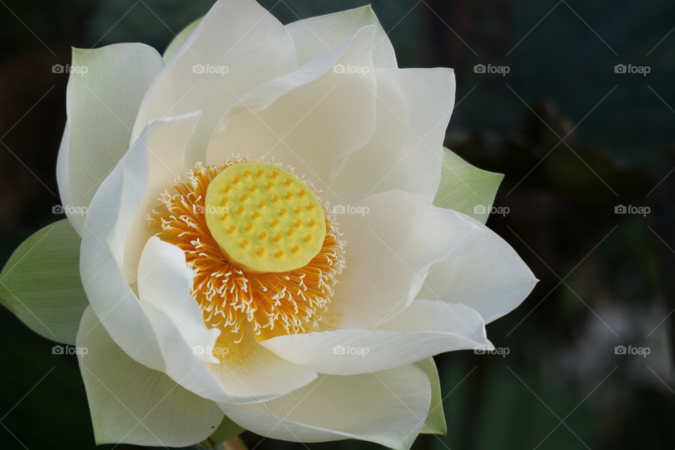 lotus pollen