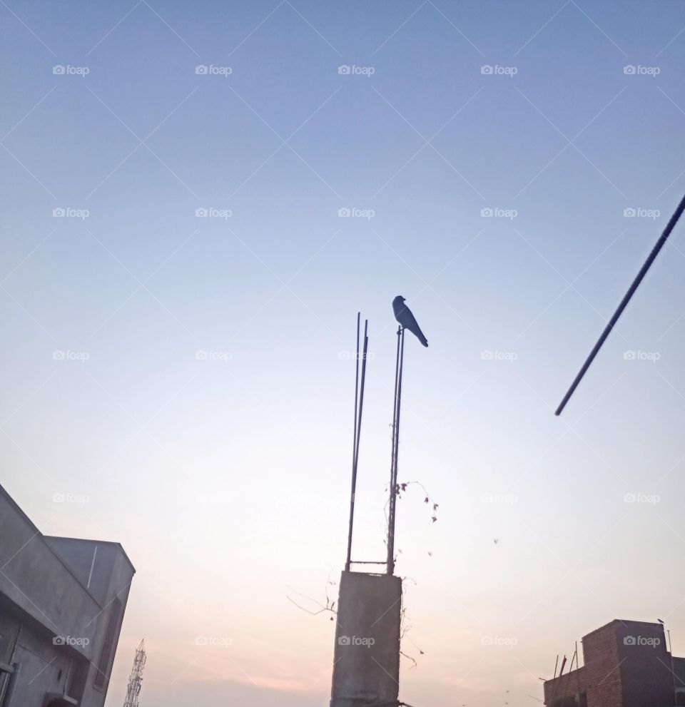 crow in sky