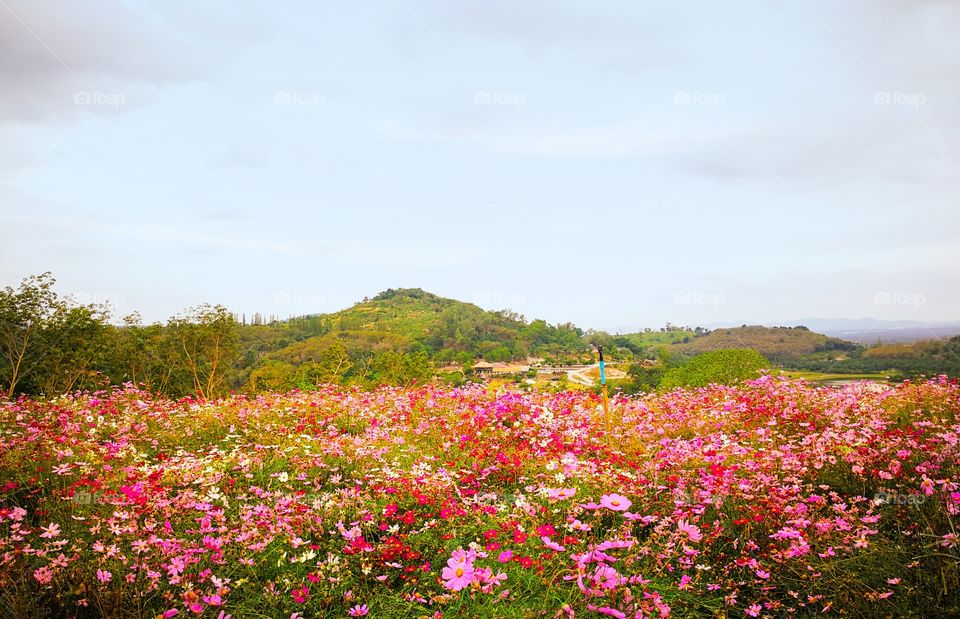 cosmos flower