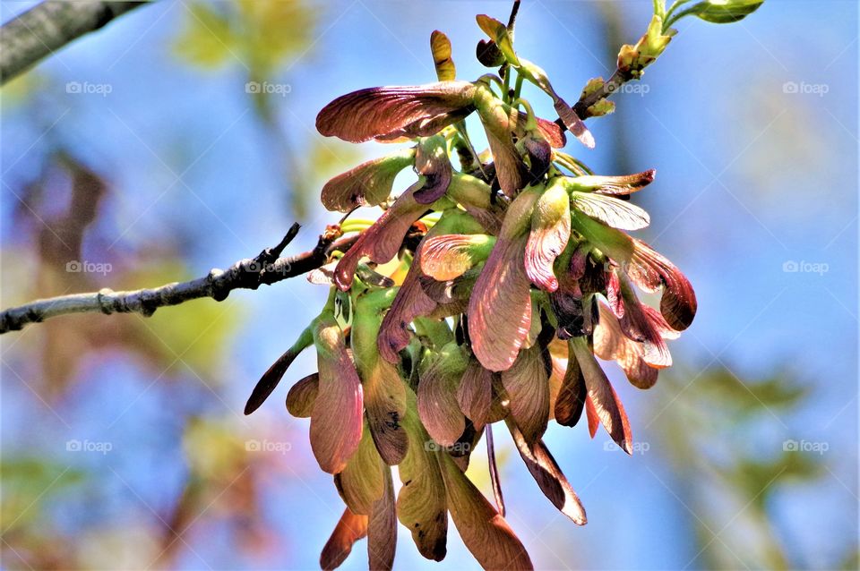 Tree seeds