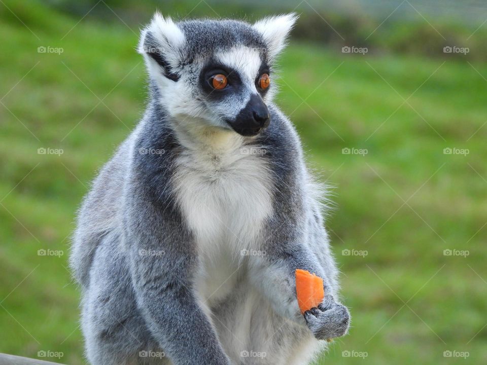 A close up of a lemur