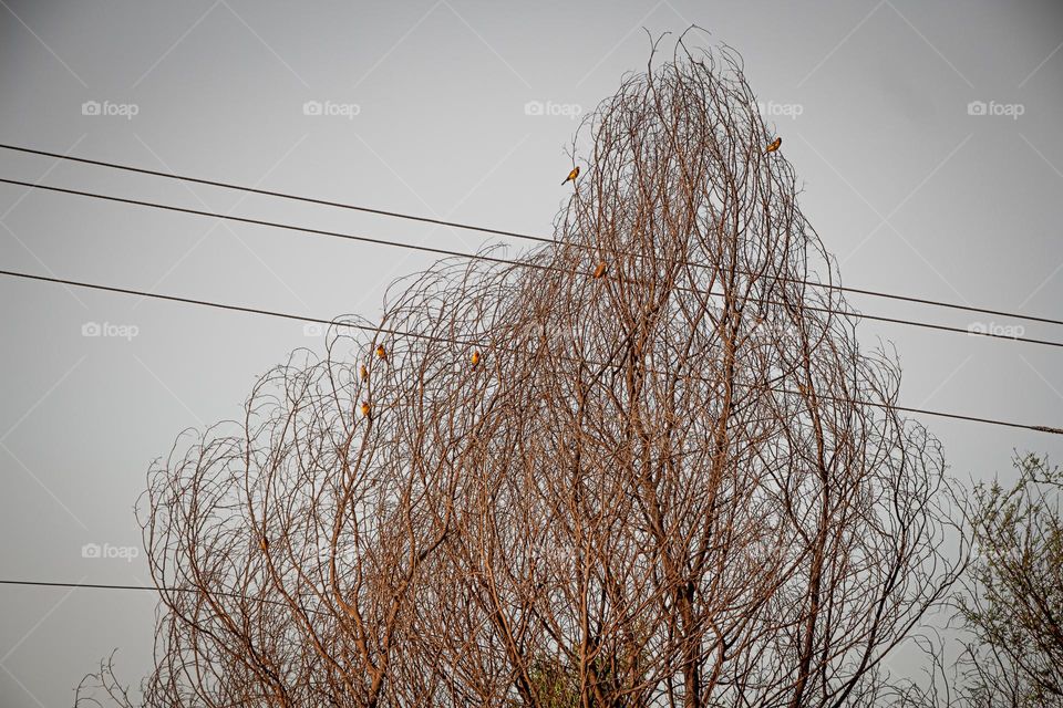 Sitting birds on tree