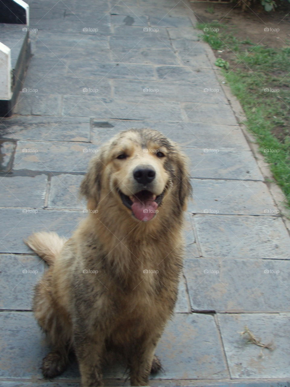 muddy dog