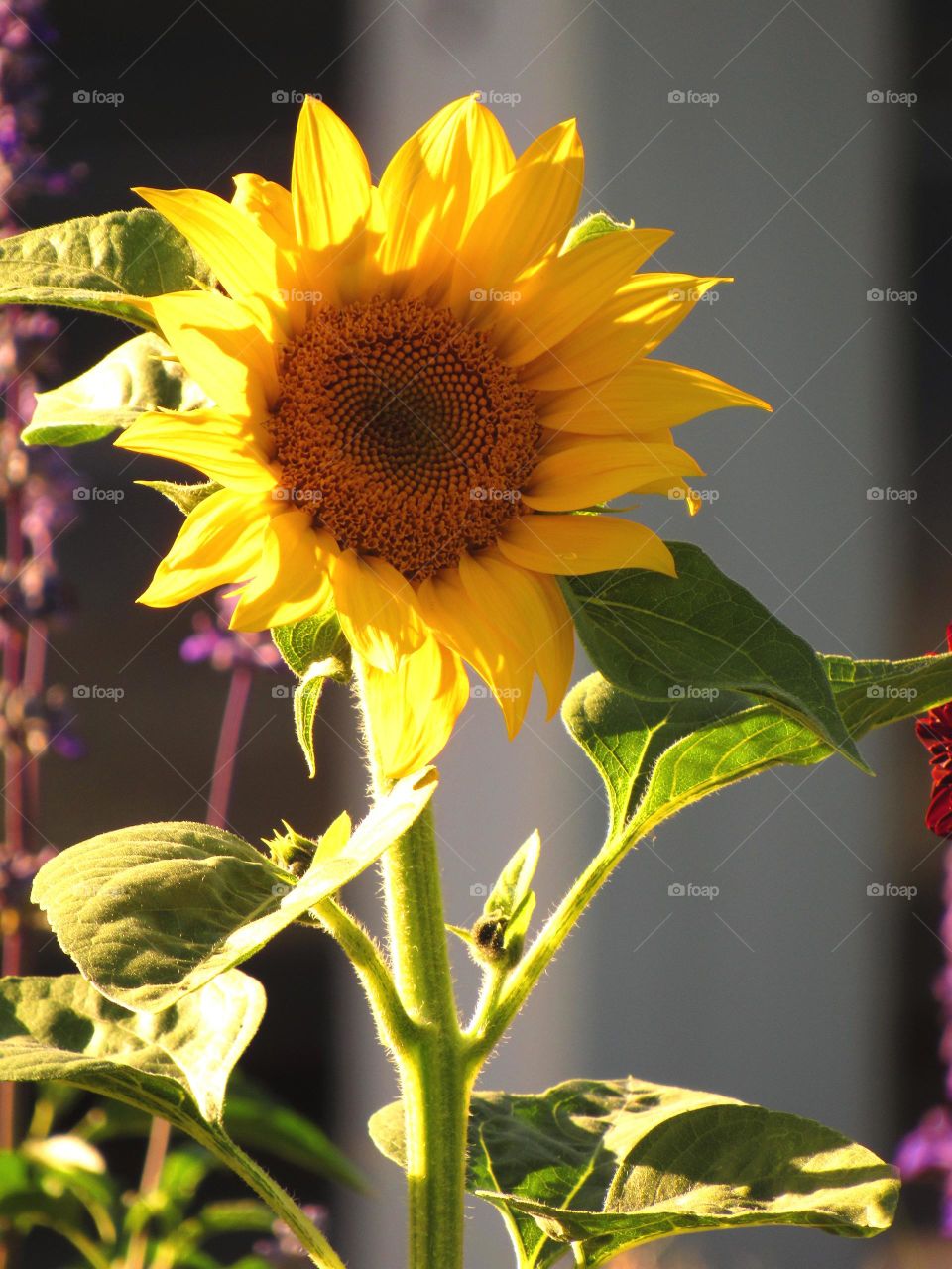 sunflower