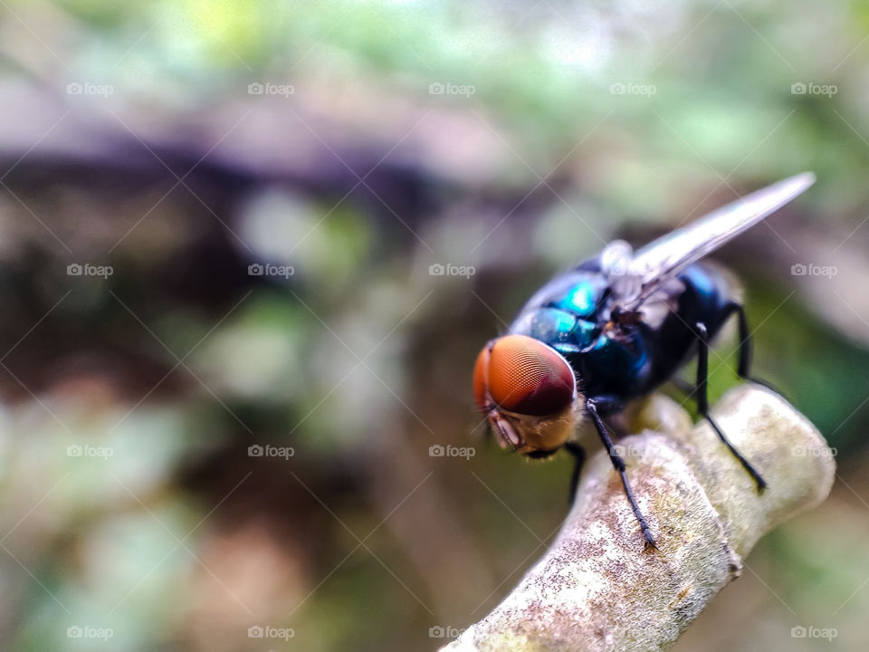 Colored fly sitting on a stick