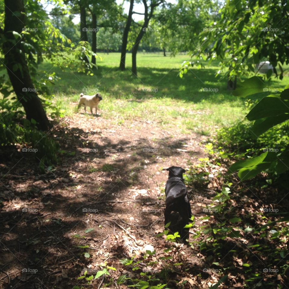 Pugs enjoy their playtime 