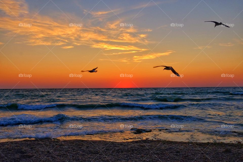 Sunset, Water, Seagulls, Beach, Sea