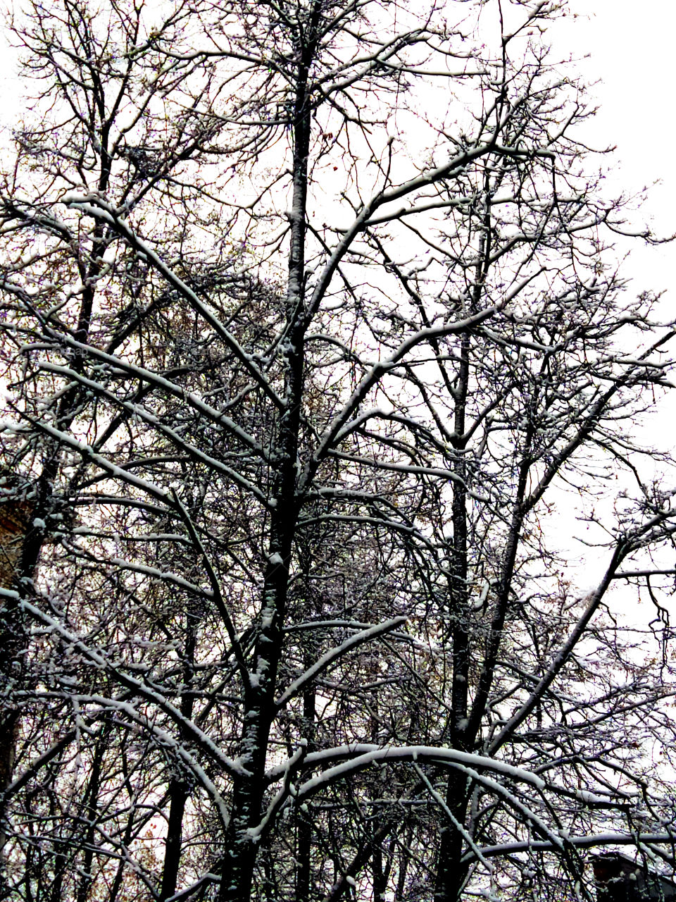 Trees in the snow