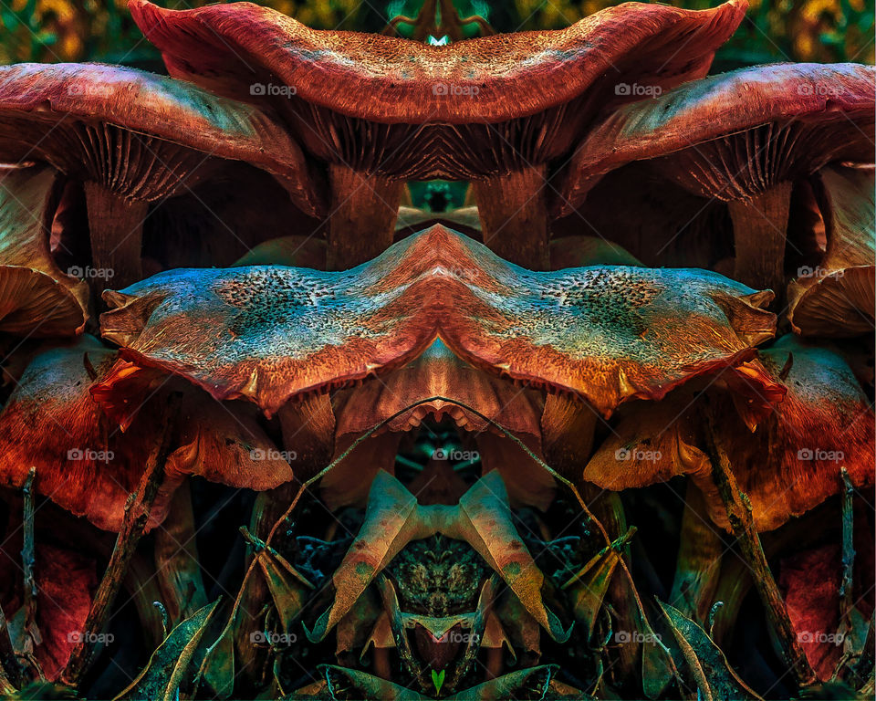 A mirror image reflection of woodland mushrooms, creating the illusion of a surreal ancient, jungle temple