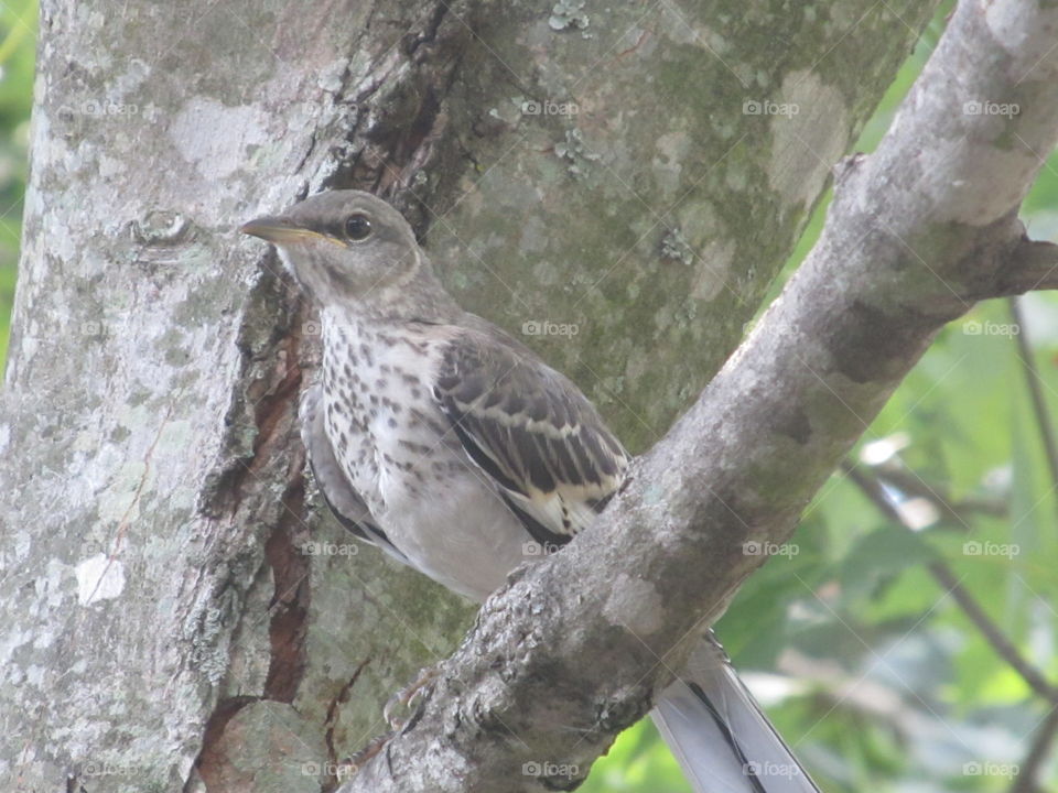 Bird in a tree