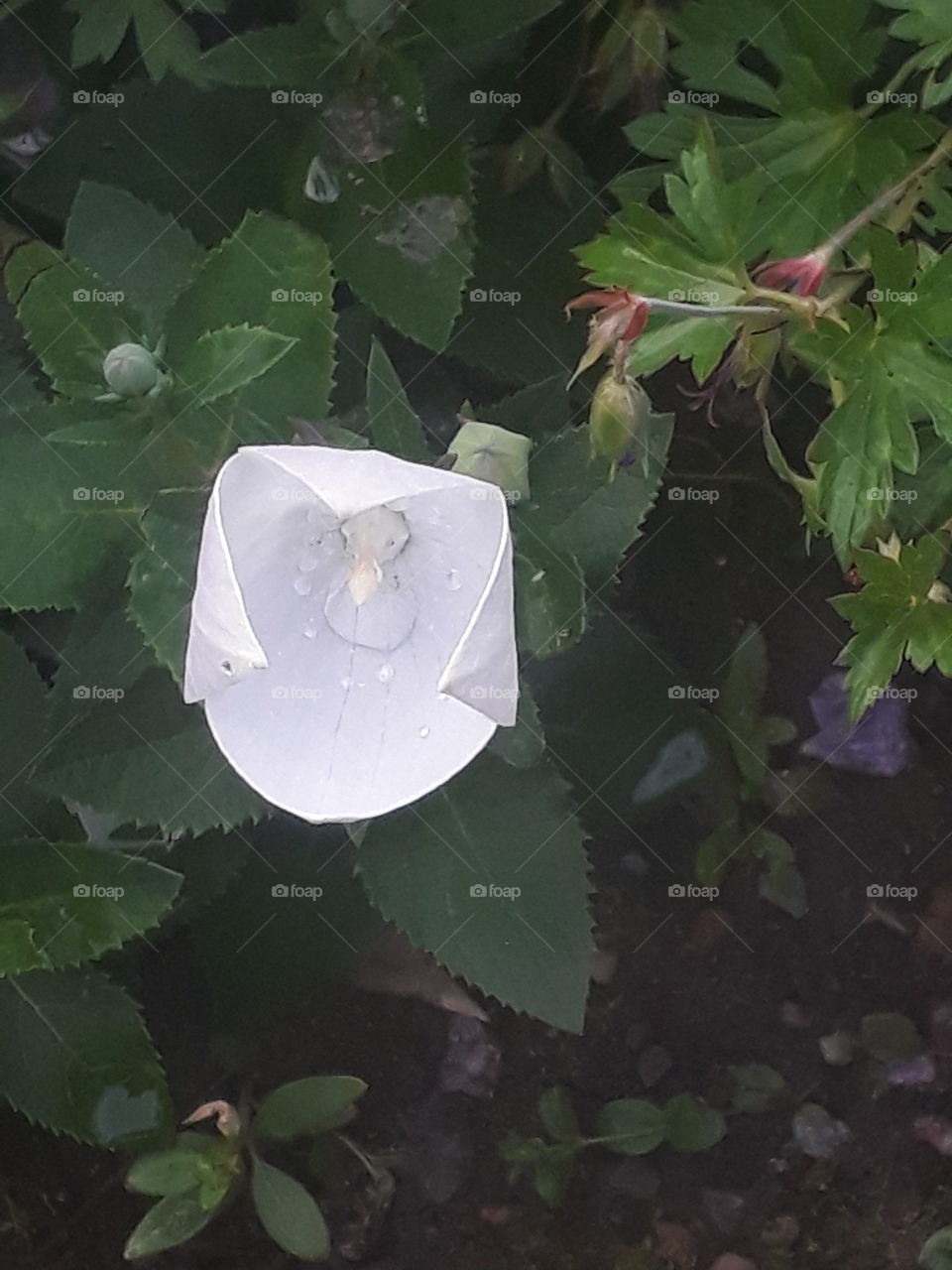 bluetenzauber/flowermagic