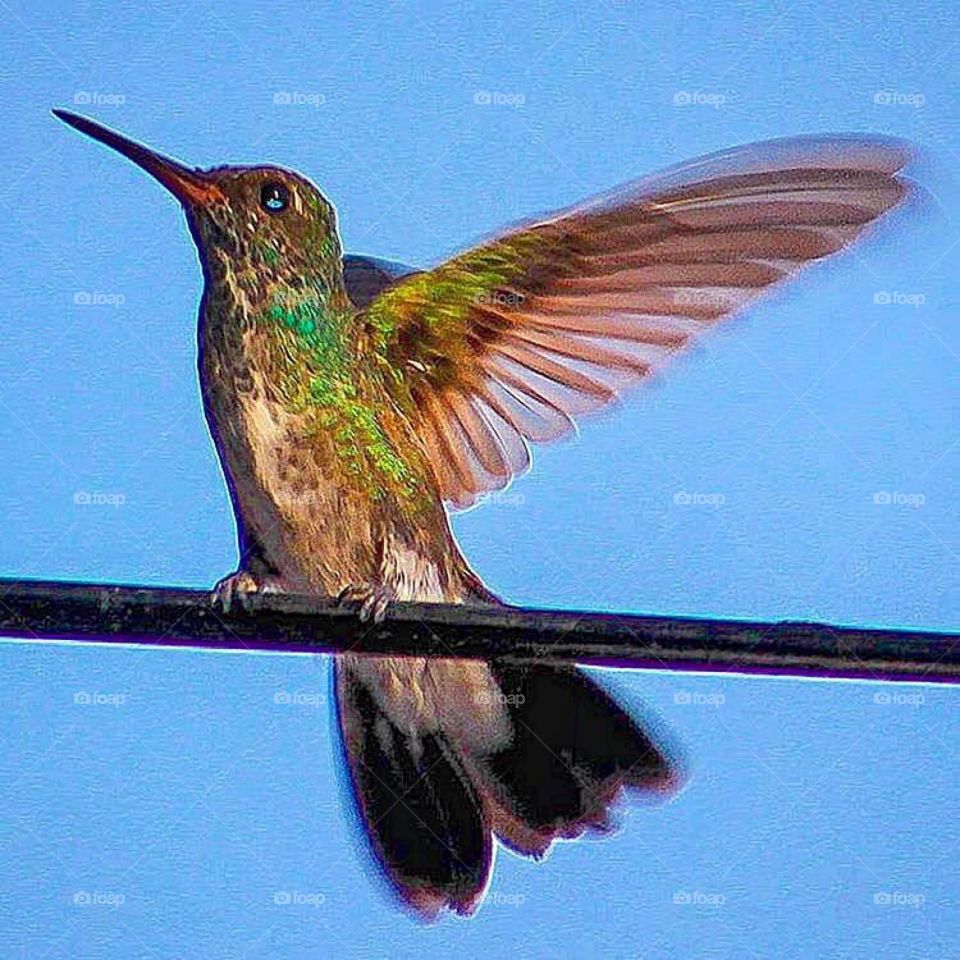 hummingbird in front of house