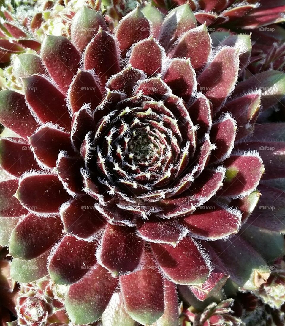 Hens and chicks