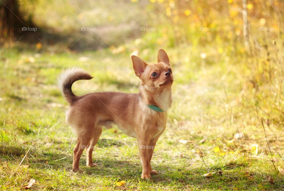 Little chihuahua dog in nature