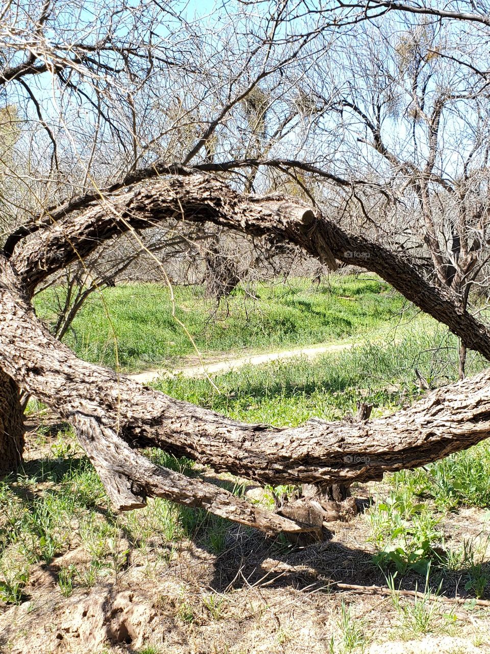 Oval Split Tree Trunk