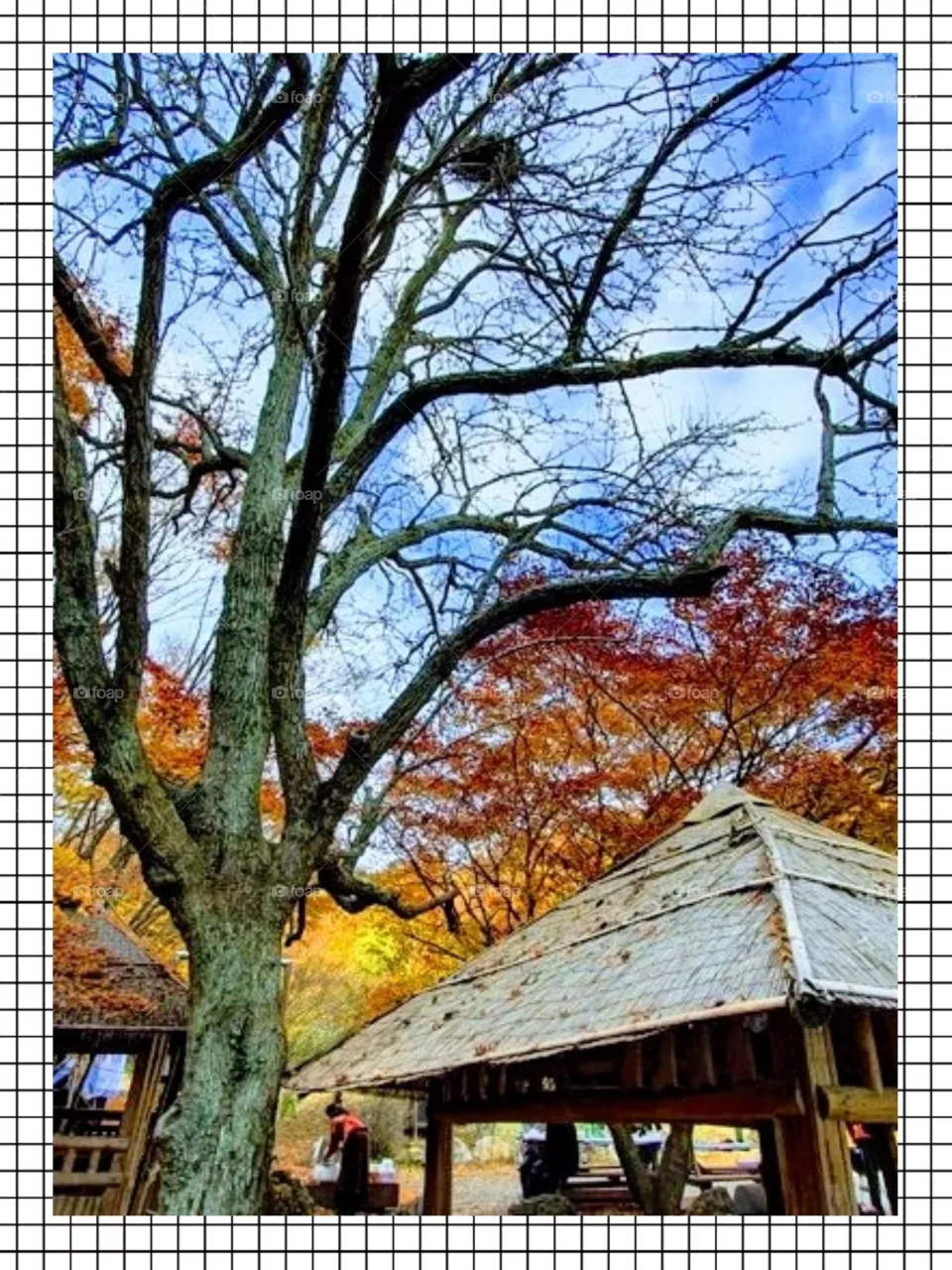 The Beauty Of South Korea Autumn.
The Beautiful scenery with a Bird nest on the tree branch.
A colorful leaves in every trees.
A little niCe Hut below the Big Trees And The blue skies above makes the Nature  looks like a magic.