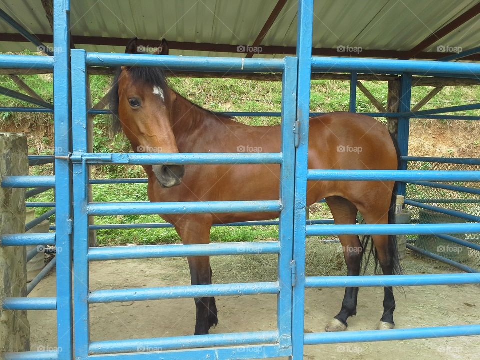 purebred horse looking from his stable