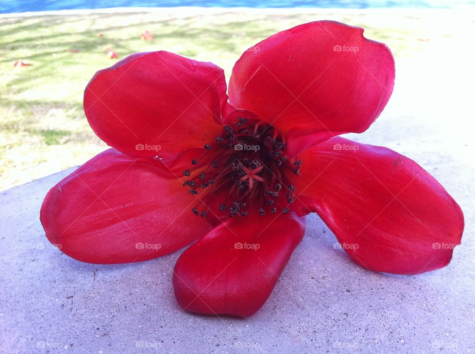 Red Silk Tree Flower